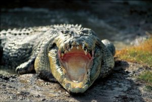 CROCODILE with mouth open
